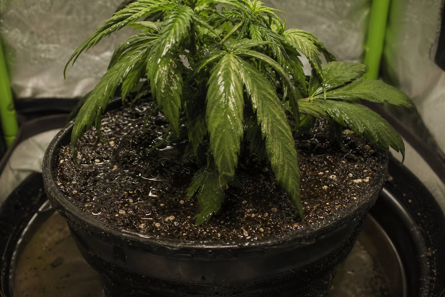 Exceso de agua en marihuana: síntomas y errores comunes